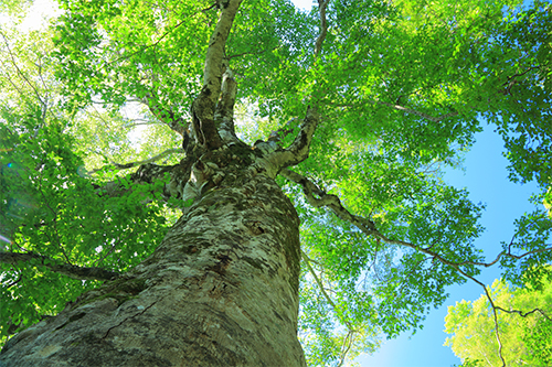 衣笠税理士法人