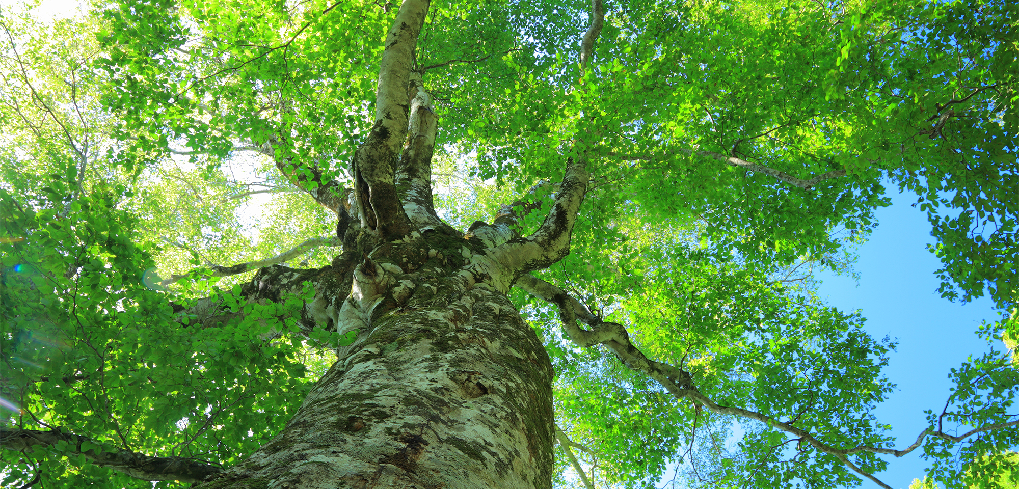 衣笠税理士法人